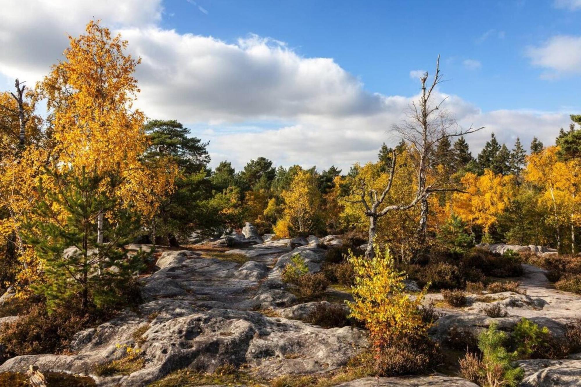 Vue Chateau Fontainebleau - Chez Lydia Exteriér fotografie